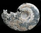 Sublunduloceras Ammonite Fossil - Russia #34597-1
